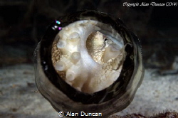 A small Coconut Octopus (Amphioctopus marginatus) hides i... by Alan Duncan 